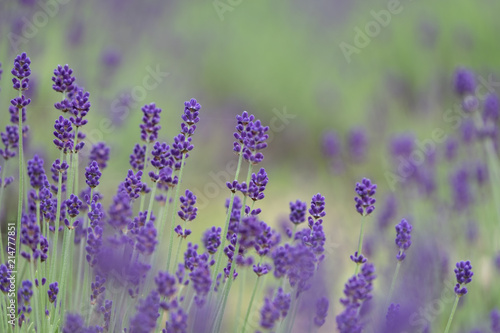 Violet lavender blooming fields in furano, hokaido, japan.Closeup focus ,flowers background.