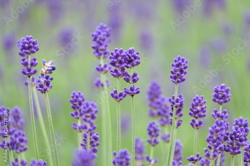 Violet lavender blooming fields in furano  hokaido  japan.Closeup focus  flowers background.