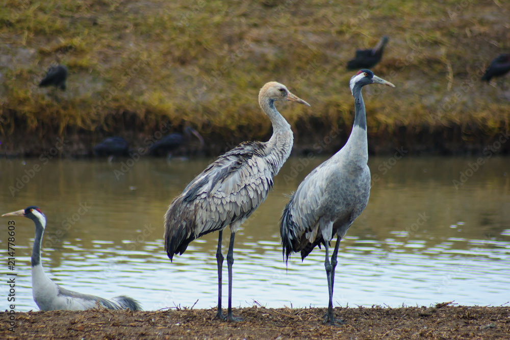 Obraz premium Crane birds