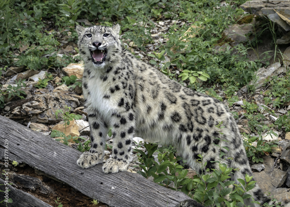 Naklejka premium King of the Hill