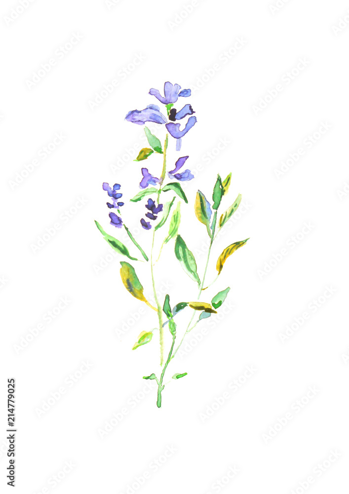 Naklejka premium Purple watercolor flower illustration, violet wildflower isolated