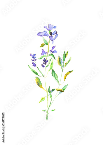 Purple watercolor flower illustration  violet wildflower isolated