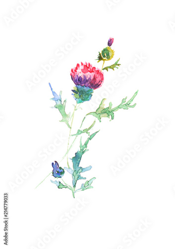 Purple thistle colorful art, watercolor single violet wildflower illustration, isolated bright flower