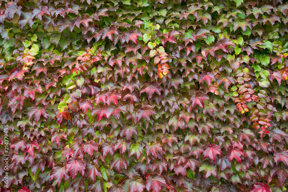 Colorful Red,Lilac,Green And Yellow Autumn Leaf Of Ivy Creeper On The Wall. Colorful Wet Leaves Of Ivy Covering The Wall. Ivy or Hedera Helix In Autumn Color.Multicolored Ivy Leaves With Raindrops.