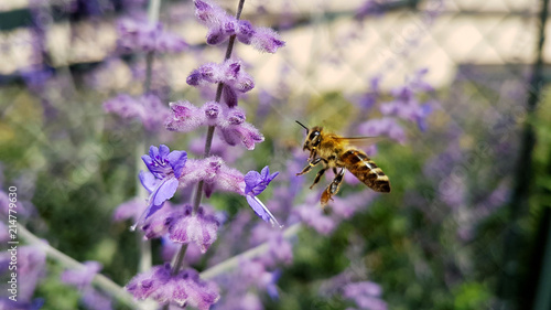 Biene fliegt auf lila Blume zu © Hudriwudri