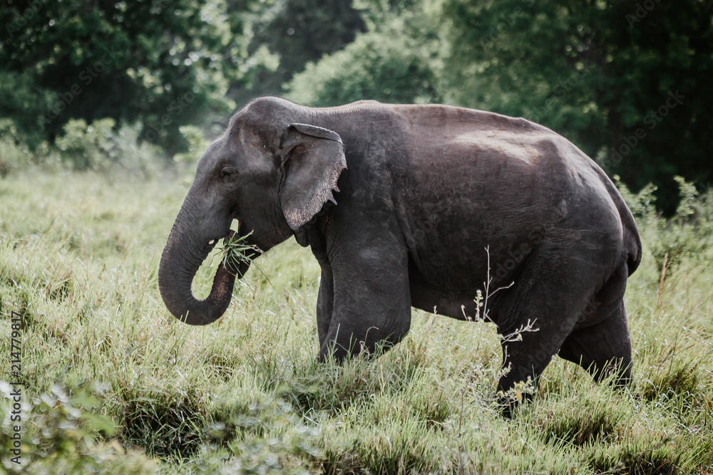 Fototapeta premium Elephants in a National Park from Sri Lanka