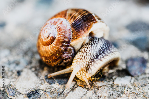 snail on blurred macro background. Helix pomatia Gastropoda. Roman snail gastropods, edible snail or escargot. mollusk family Helicidae