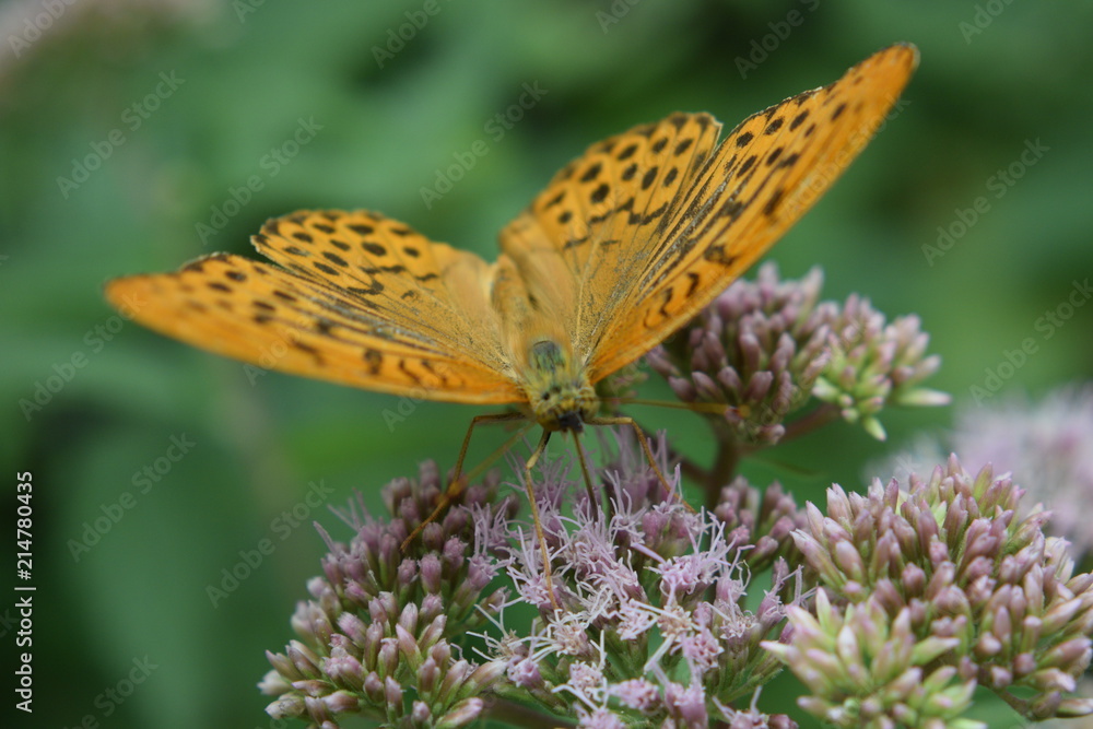 Obraz premium Distelfalter