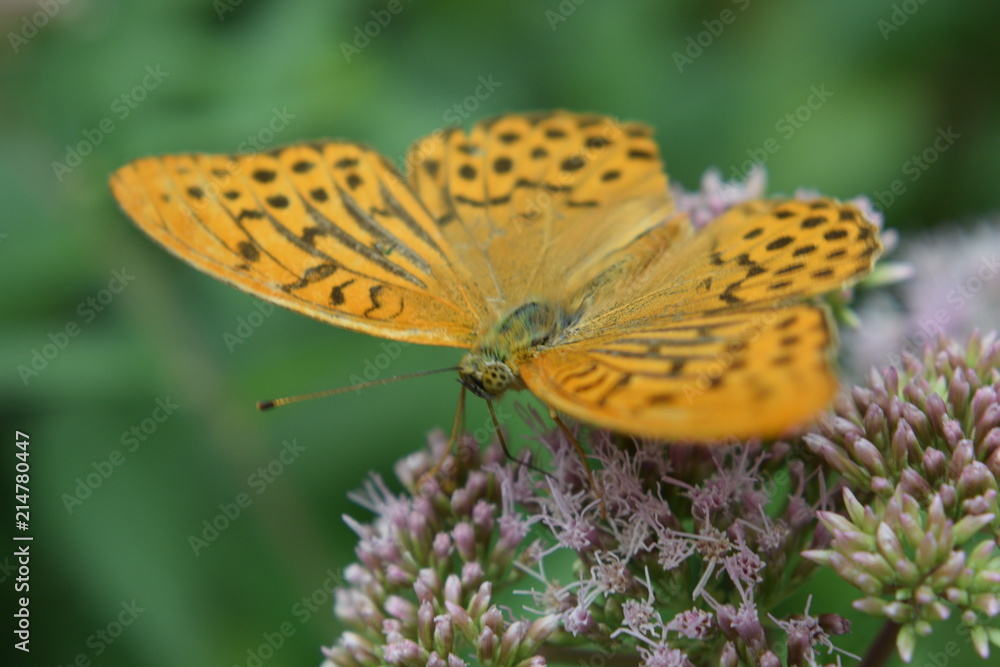 Obraz premium Distelfalter