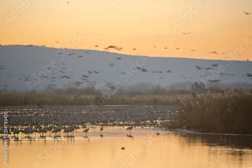 Common crane birds in Agamon Hula bird refuge