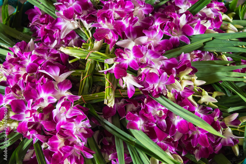 Fototapeta premium Orchid flower in tropical garden,Floral nature background.Thailand.