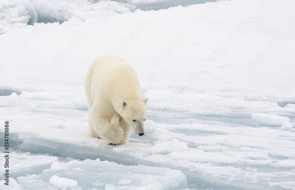 Polar bear walking in an arctic. Polar bear walking in an arctic.
