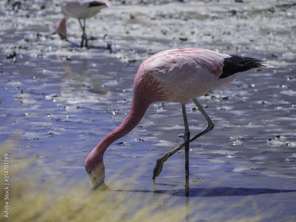 Pink Flamingo feeding in the lake