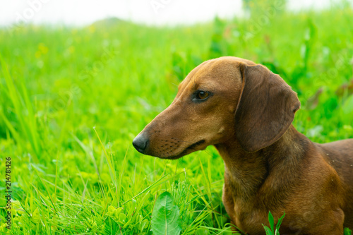 Young Dachshund in green grass on a Sunny day.