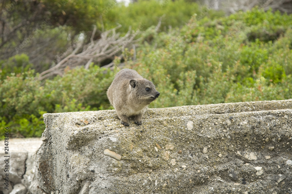 Naklejka premium Hyrax (Dassie), Cape Town, South Africa