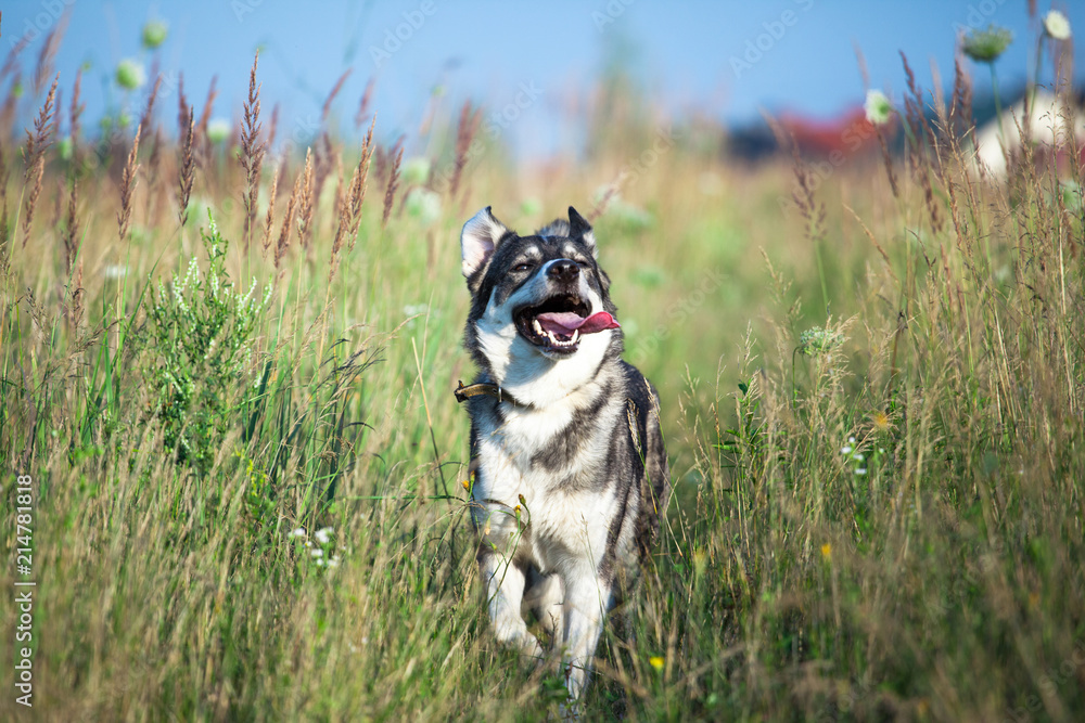 happy smiling gray dog in the nature