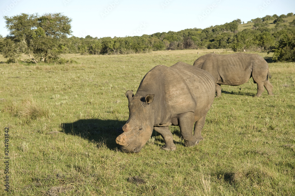 Fototapeta premium Rhino, South Africa