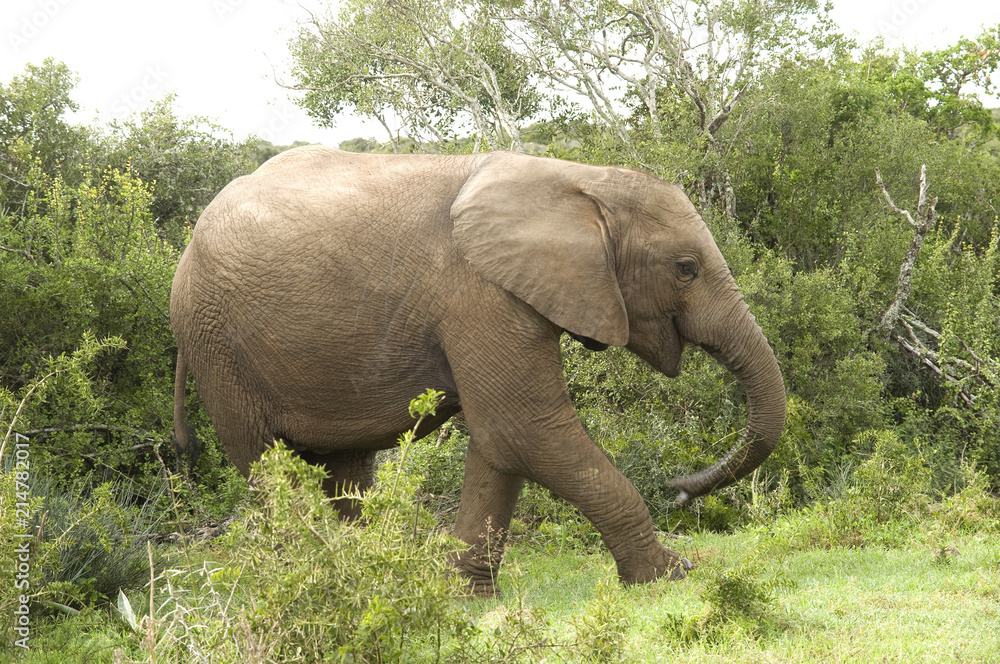 Young African Elephant, Addo National Park, South Africa