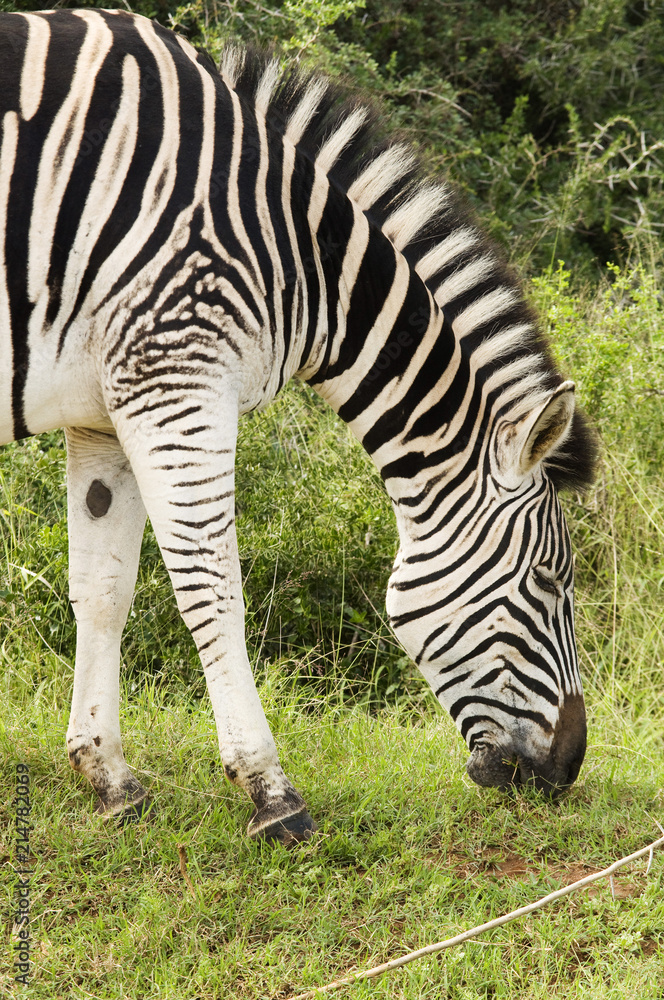 Burchell's Zebra, Addo, South Africa Burchell's Zebra, Addo, South Africa