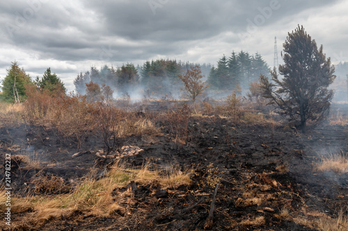 A smouldering grass fire next to a forest on a Welsh mountain © whitcomberd