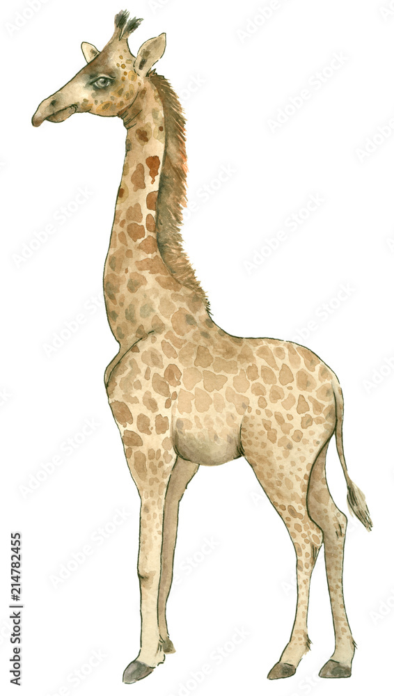 Obraz premium hand drawn giraffe