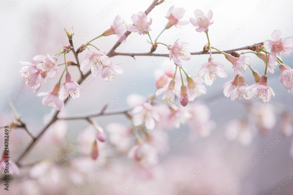 Cherry blossom flowers , sakura flowers in pink background vintage style