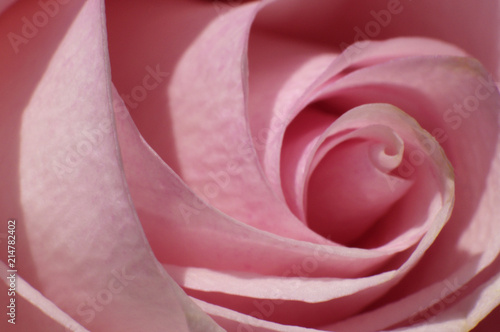 Close up of middle of pink rose texture background