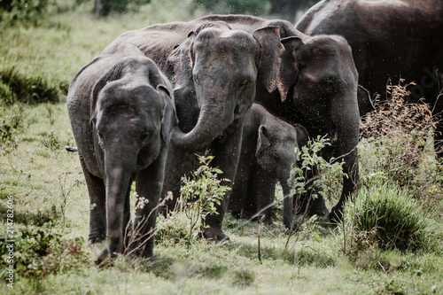 Elephants in a National Park from Sri Lanka