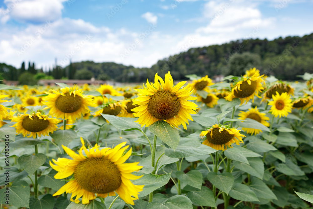Sunflower field with cloudy blue sky Sunflower field with cloudy blue sky