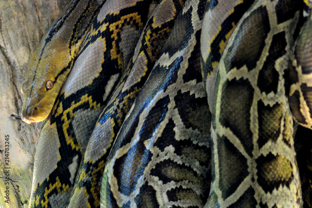 Close up of the big and colorful snakes,python Close up of the big and colorful snakes,python