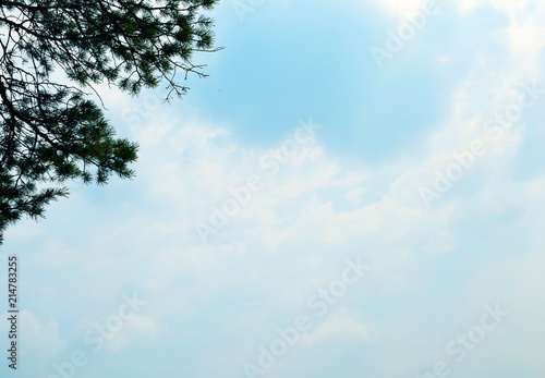 Tall tree. Horizon. The sun shines through the trees. Sunset. Spruce branch on the background of the forest. Fir. Christmas tree. The branches of the tree are isolated. Natural background. Coniferous