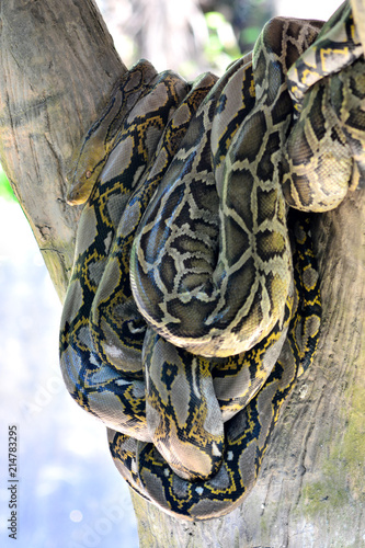 Close up of the big and colorful snakes,python