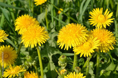 Yellow dandelions in the green grass.
Bright fluffy flowers of dandelions and green buds.