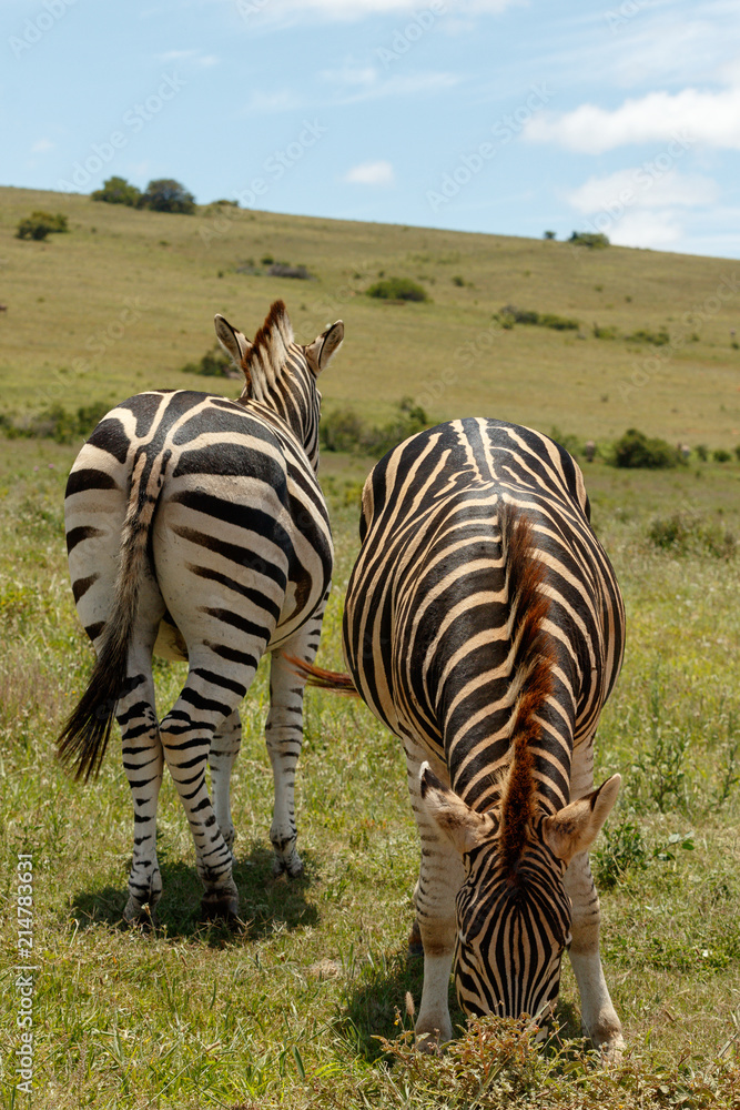 Naklejka premium Zebras standing in the opposite directions