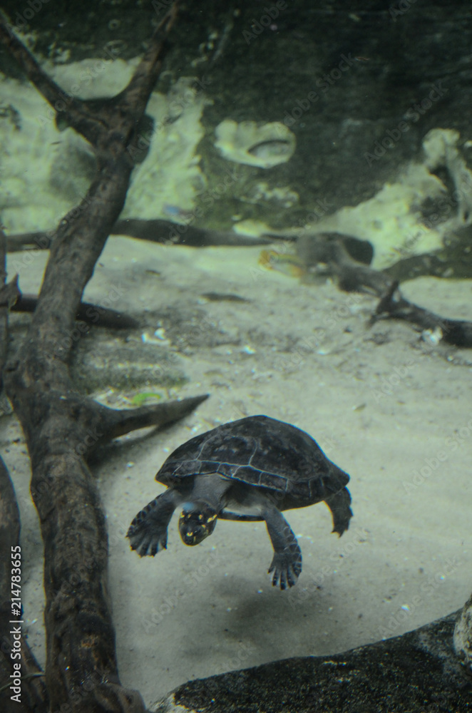 Obraz premium Turtle