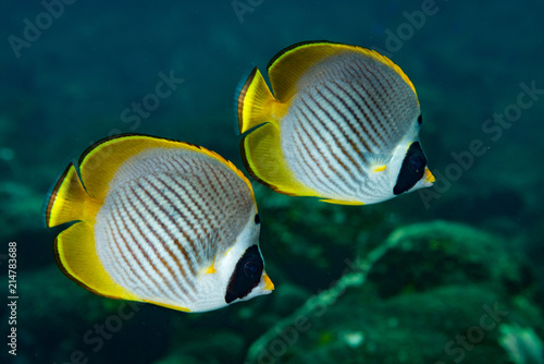 A pair of panda butterflyfish (Chaetodon adiergastos) on the Coral Gardens dive site, Bali, Indonesia