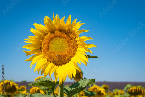 Sunflower against blue sky. Valensole, provence, France