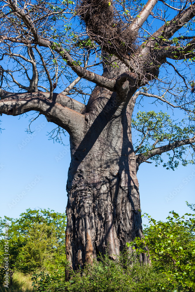 A very large Baobab tree in the north of the Kruger Park, South Africa. A very large Baobab tree in the north of the Kruger Park, South Africa.