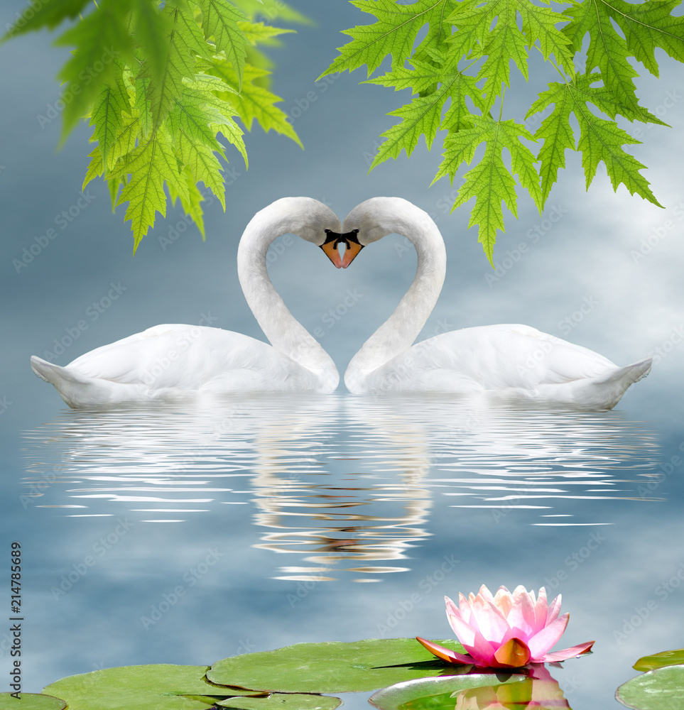 Naklejka premium kwiat lotosu i dwa łabędzie jako symbol miłości