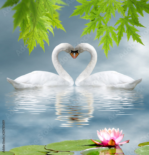 lotus flower and two swans as a symbol of love