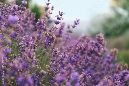 Beautiful blooming lavender on summer day, closeup