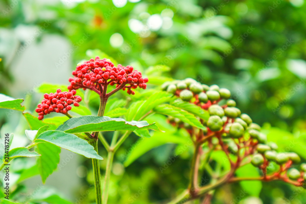 Leea Rubra has small red seed and white flower Leea Rubra has small red seed and white flower