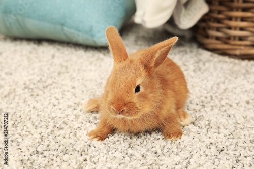 Cute fluffy bunny on floor ...