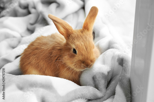 Cute fluffy bunny on window...