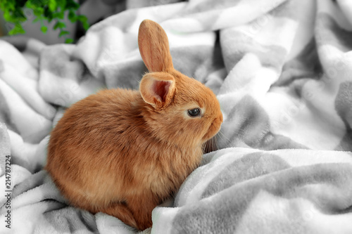 Cute fluffy bunny on soft p...