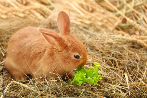 Cute fluffy bunny eating lettuce on straw