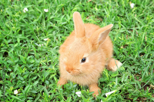 Cute fluffy bunny on green grass outdoors