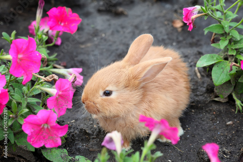 Cute fluffy bunny among bea...