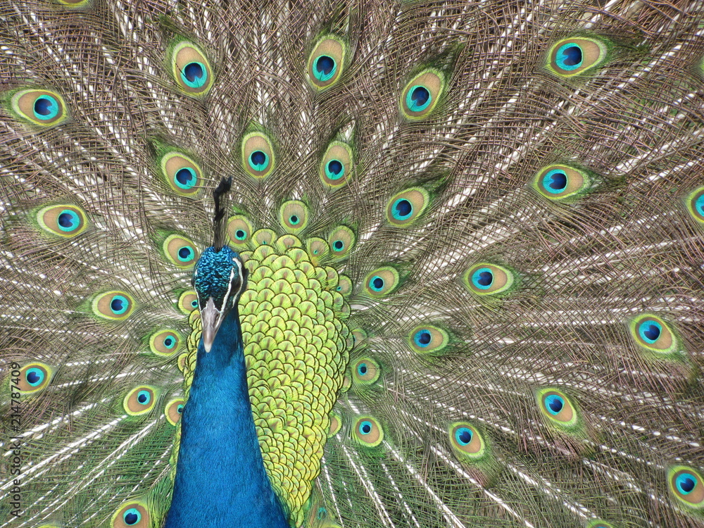Fototapeta premium Peacock