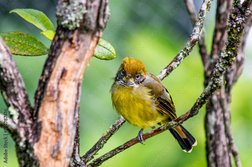 Fototapeta premium small yellow bird